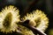 Willow catkin blossom. Salix in flower