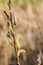 Willow catkin the first spring messenger on a blurred background, California