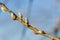 Willow catkin the first spring messenger on a blurred background, California