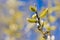 Willow catkin the first spring messenger on a blurred background, California