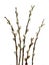 Willow catkins