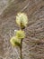 Willow catkins close up