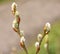 Willow Catkins -Salix - First Signs of Spring