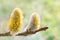 willow catkins with yellow pollen at a willow branch