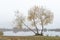 A willow close to the Dnieper river in Kiev, Ukraine, stands out against a background of white sky.