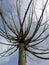 Willow crown in early Spring, Southern Netherlands