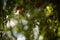 Willow curly tree closeup green leaves. Summer day with warm light