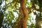 Willow curly tree with trunk with green leaves in summer day.