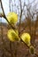 Willow in early spring. Palm Sunday. Thick fluffy willow inflorescences with bright yellow pollen