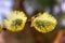 Willow in early spring. Palm Sunday. Thick fluffy willow inflorescences with bright yellow pollen