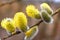 Willow in early spring. Palm Sunday. Thick fluffy willow inflorescences with bright yellow pollen