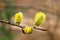 Willow in early spring. Palm Sunday. Thick fluffy willow inflorescences with bright yellow pollen