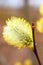 Willow in early spring. Palm Sunday. Thick fluffy willow inflorescences with bright yellow pollen