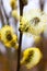 Willow in early spring. Palm Sunday. Thick fluffy willow inflorescences with bright yellow pollen