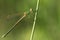 Willow emerald damselfly