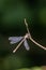 Willow Emerald Damselfly hanging from a branch