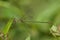 Willow Emerald Damselfly resting on a leaf.