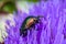 Willow flea beetle, Crepidodera aurata on a flower