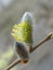 Willow flower, base. Tree flower