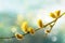 Willow flowering branch with yellow catkins against sky closeup. Soft and gentle springtime landscape