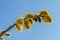 Willow fluffy buds bloomed in spring