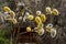 Willow fluffy buds bloomed in spring