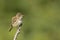 Willow Flycatcher, Empidonax traillii, with green background