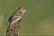 Willow Flycatcher, Empidonax traillii, perched on bush