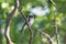 A willow flycatcher Empidonax traillii is a small insect-eating, neotropical migrant bird of the tyrant flycatcher family