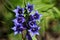 Willow gentian (Gentiana asclepiadea)