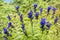 Willow gentian - Gentiana asclepiadea, Babia hora hill, Slovakia