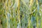 Willow green leaves background