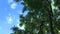 Willow green tree is moving in the wind on blue cloudy sky background