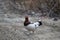 willow grouse on forest road