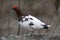 willow grouse (Lagopus lagopus) male in breeding plumage