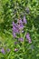 Willow-herb