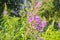 Willow herb flower, Ivan-tea, Kiprei tea, Epilobium angustifolium, blooming sally, growing plant in garden, willowherb