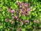 Willow-herb meadow Chamerion Angustifolium Fireweed Rosebay