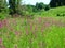 Willow-herb meadow Chamerion Angustifolium Fireweed Rosebay