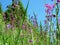 Willow-herb meadow Chamerion Angustifolium Fireweed Rosebay