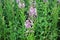 Willow-herb. Perennial herb medicinal plant.