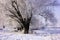 Willow in hoarfrost. Winter forest landscape in early winter morning- deciduous frosty grass under winter snowfall and warm sunlig