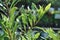 Willow Leaf Bay Laurel Laurus nobilis