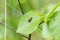 Willow leaf beetle sitting on leaf of birch