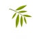 Willow leaf icon, flat style