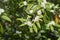 Willow-leaved cotoneaster