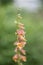 Willow-leaved foxglove Digitalis obscura, flowering spike