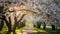 willow leaved pear blossoms in full bloom