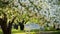 willow leaved pear blossoms in full bloom