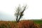 Willow without leaves and green grass glade near dry reeds, cloudy rainy sky and mist